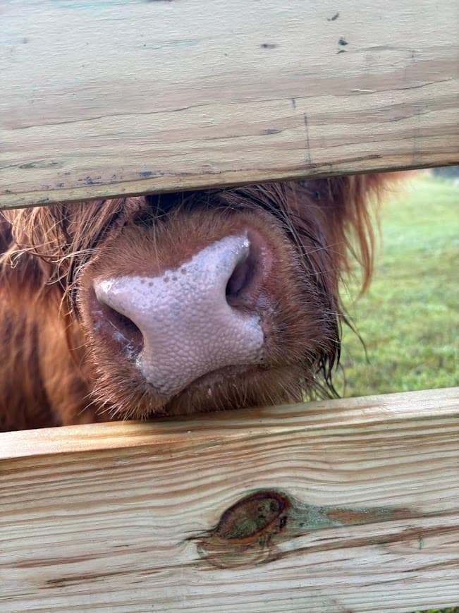 Rusty the highland bull with the fence