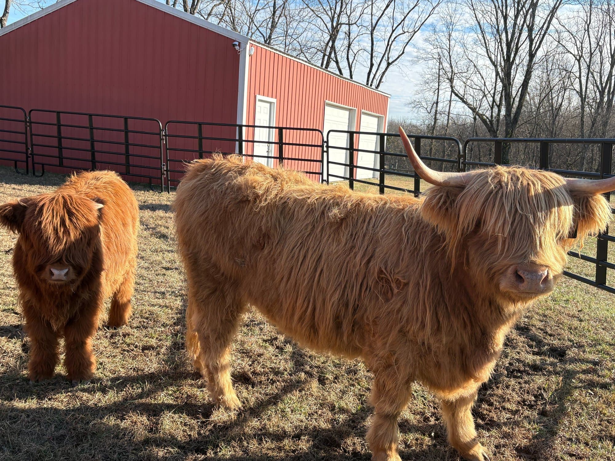 Annye and Rusty the Scottish Highlands standing together in the pasture.