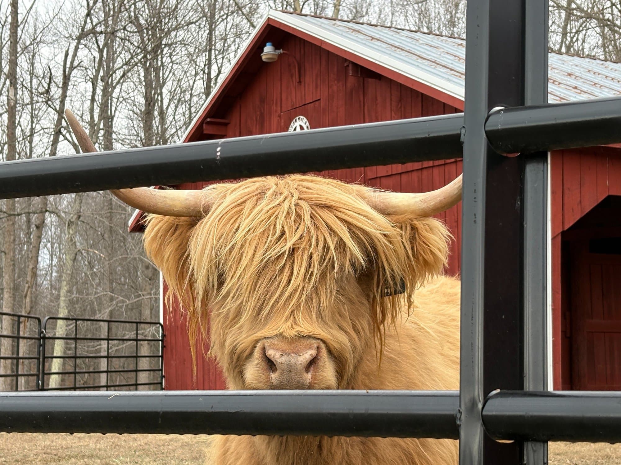 Close-up of Annye's shaggy yellow brindle coat and horns in the pasture.