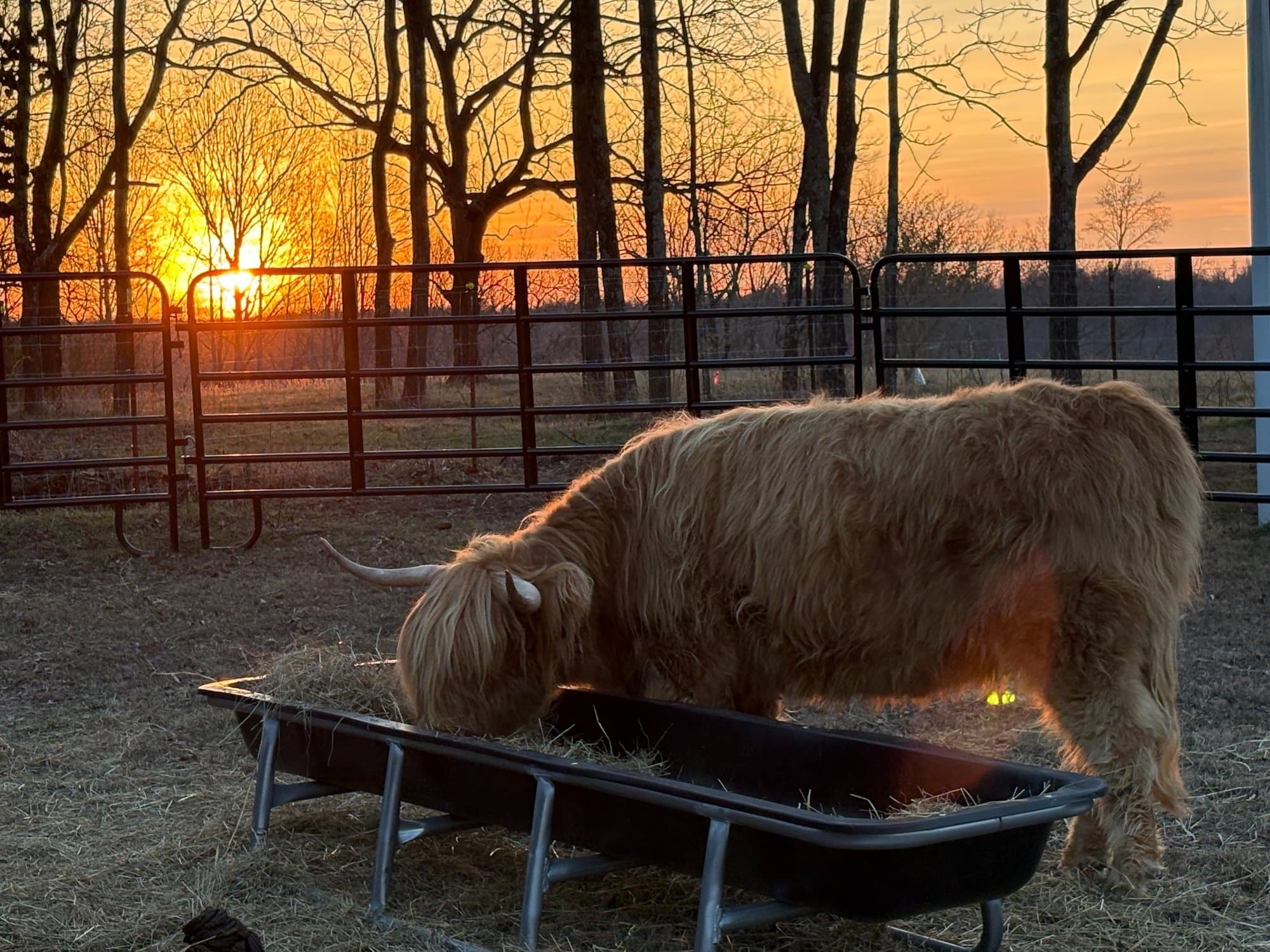 Highland cow feeding at sunrise with ranch fencing in the background