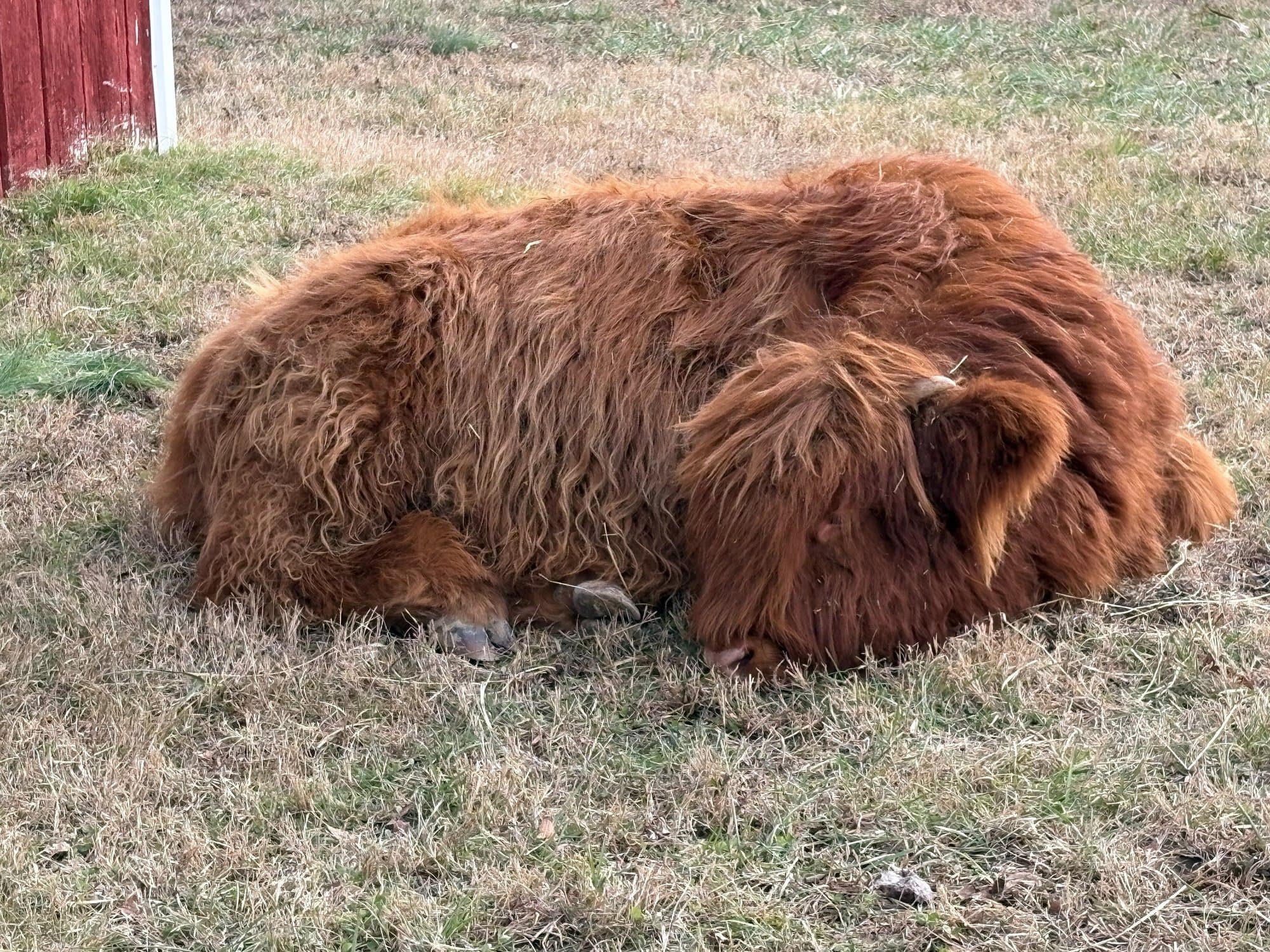 Rusty the Highland bull lying down and resting in the pasture.