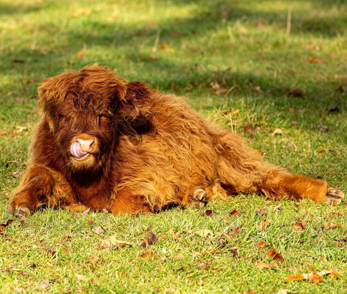 Rusty the Highland bull with his tongue out, mid-chew in the pasture.