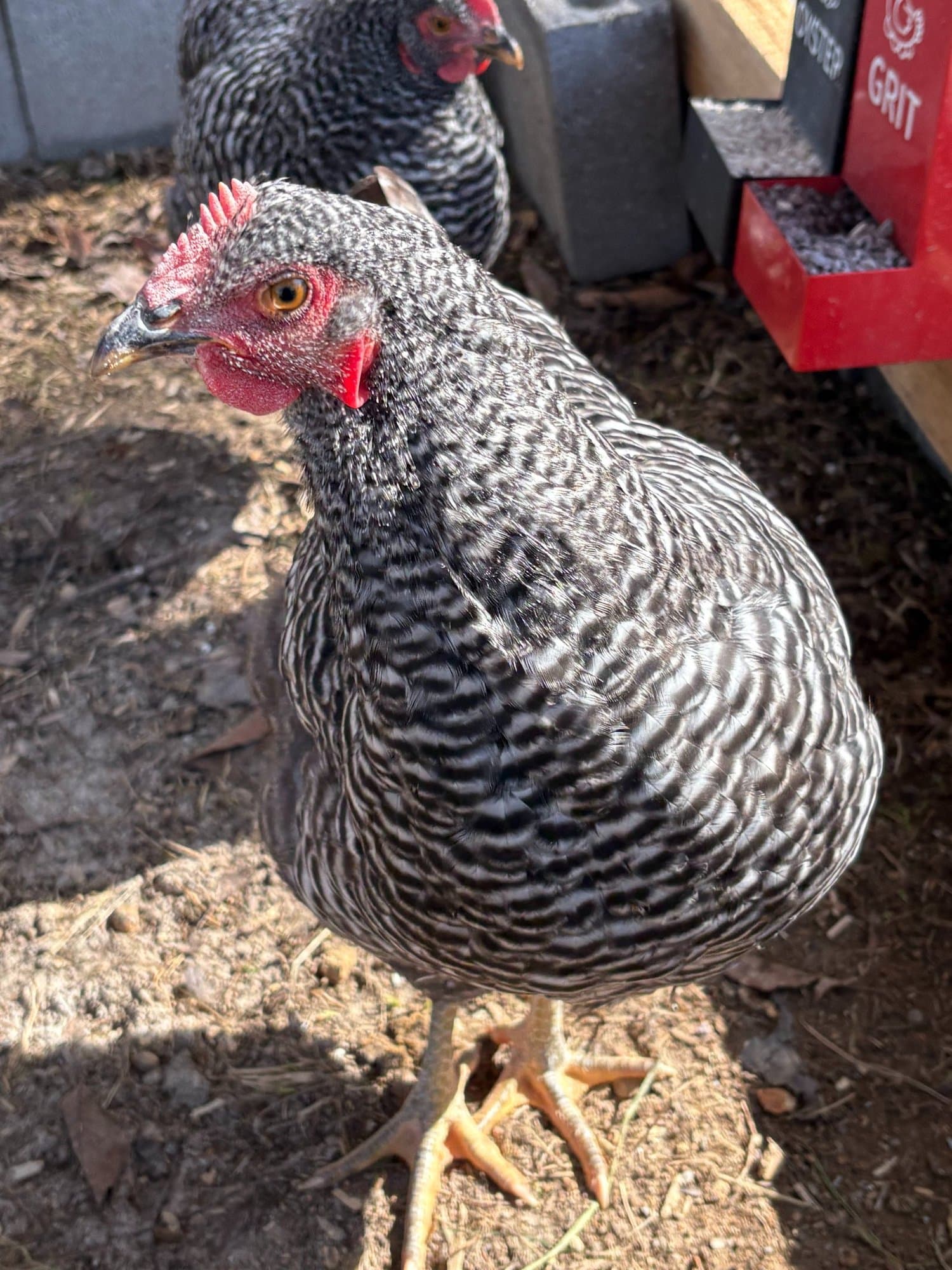 One of the flock's hens out in the coop run.