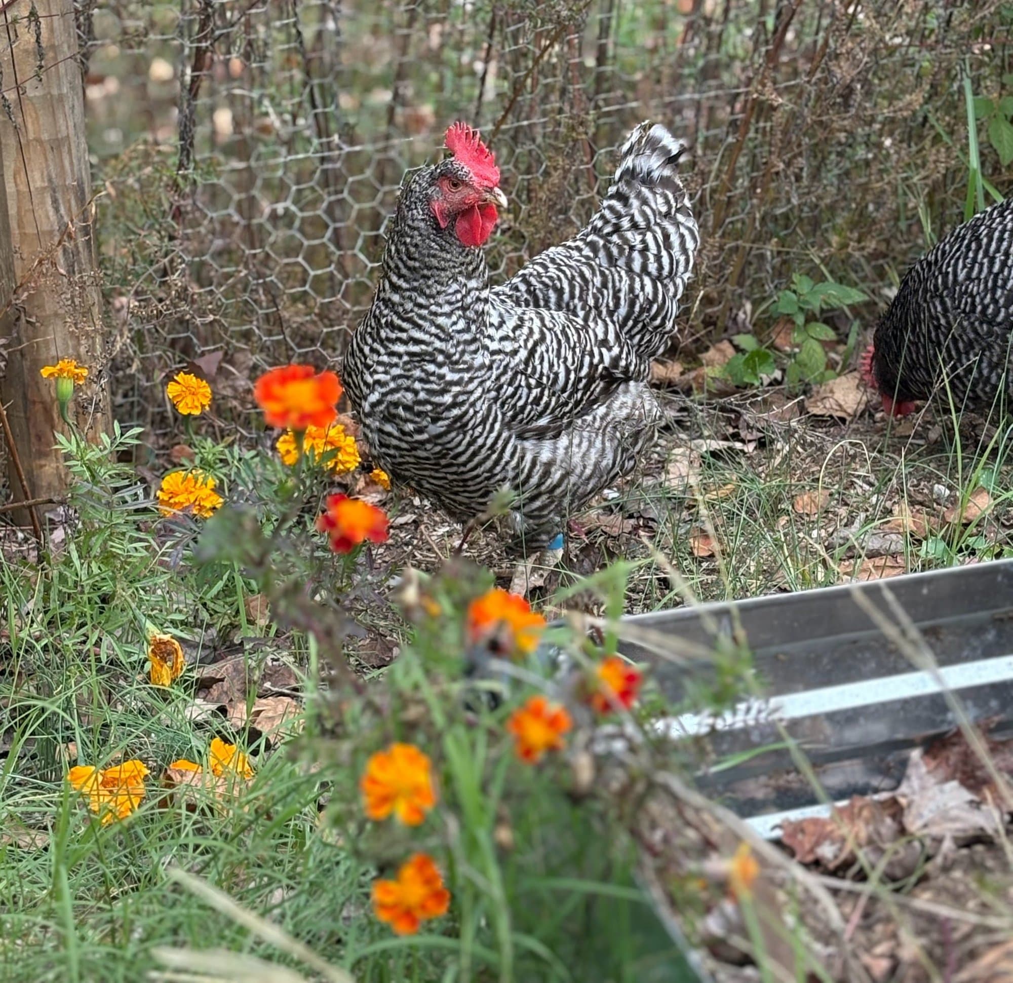 Pebbles the barred rock hen perched on a cinder block near the coop wire.
