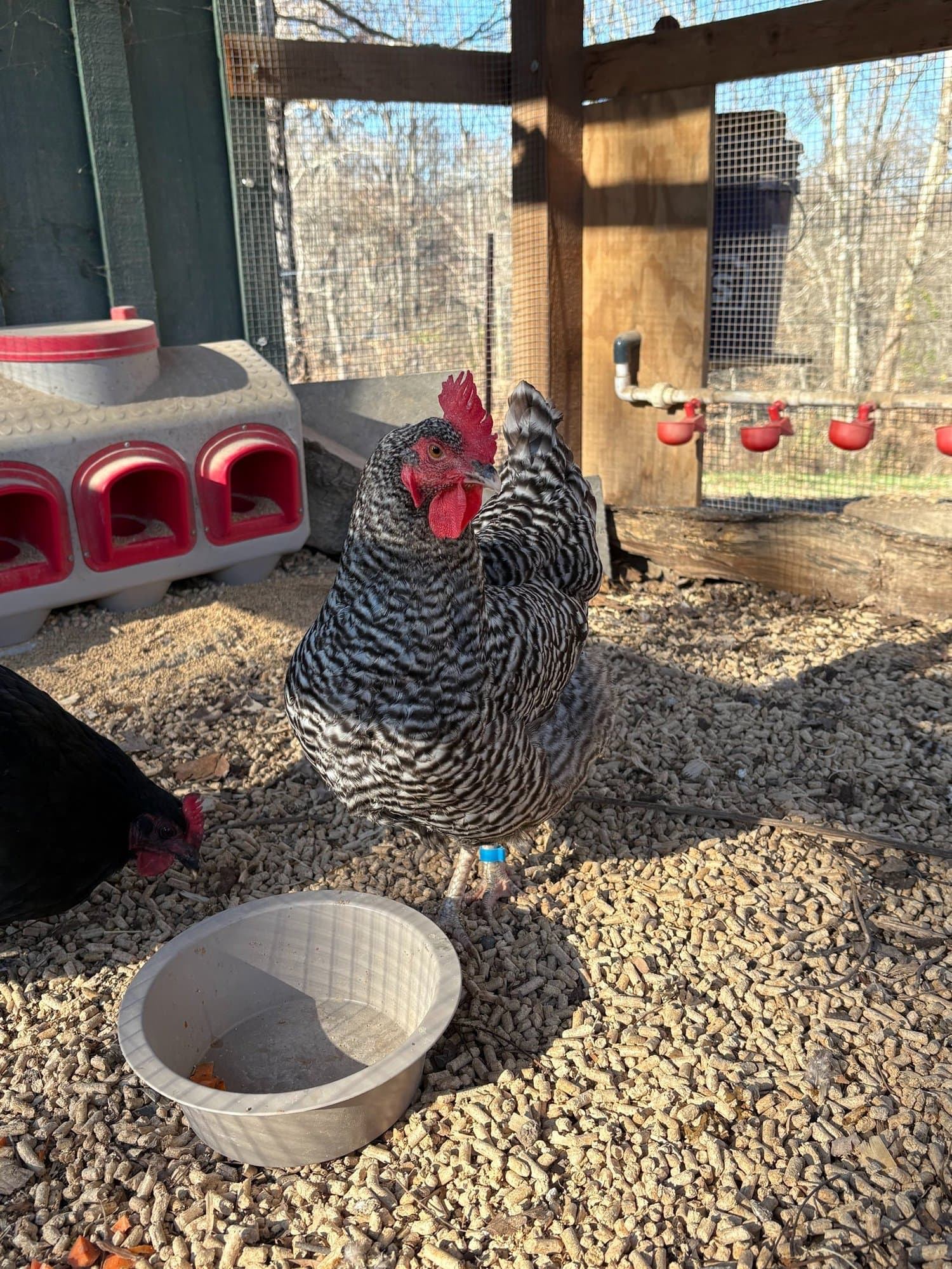 Pebbles, a barred rock hen, standing by the feeder in the coop.