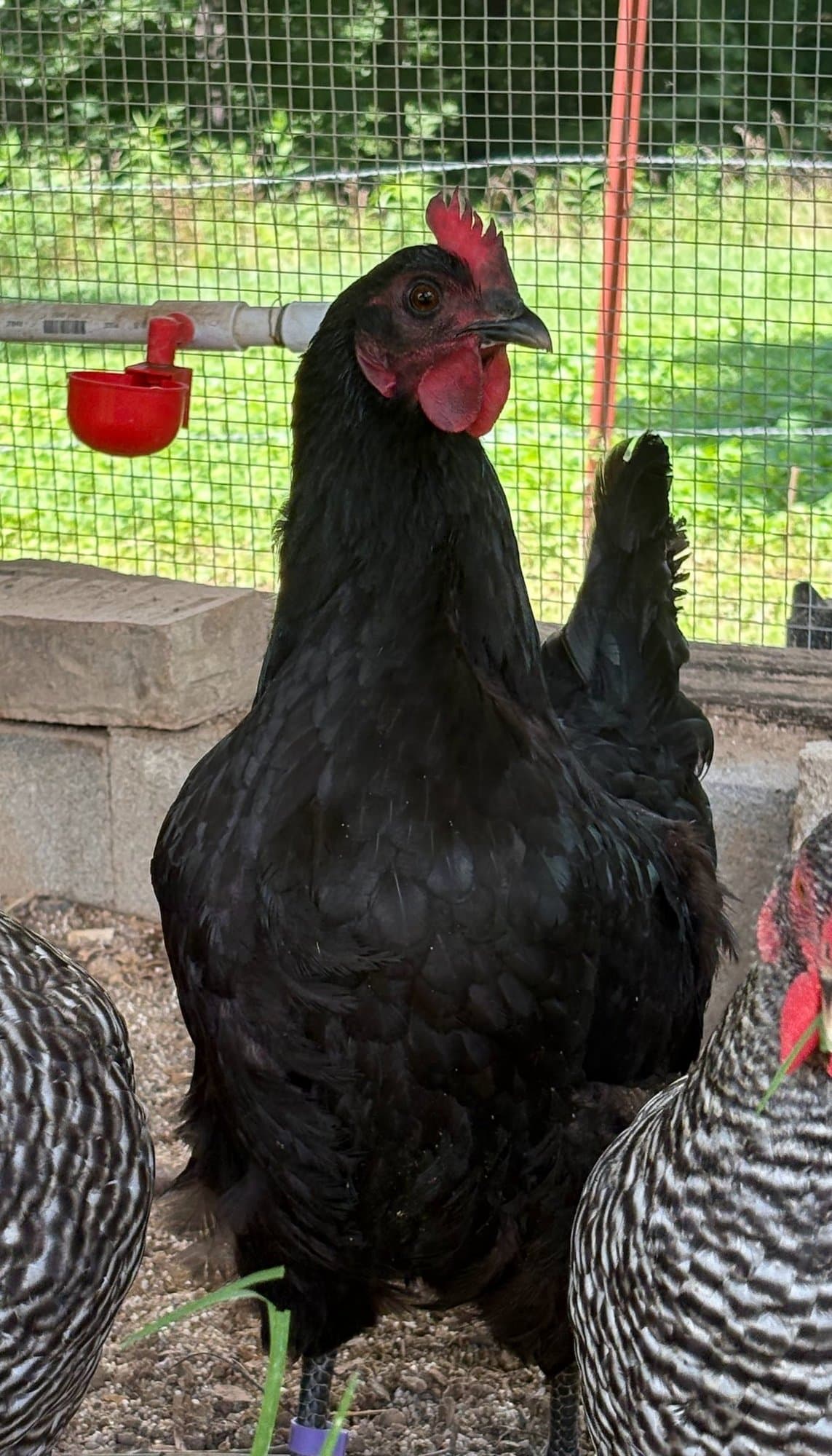 Pepper, a black hen, perched on a cinder block in the coop.