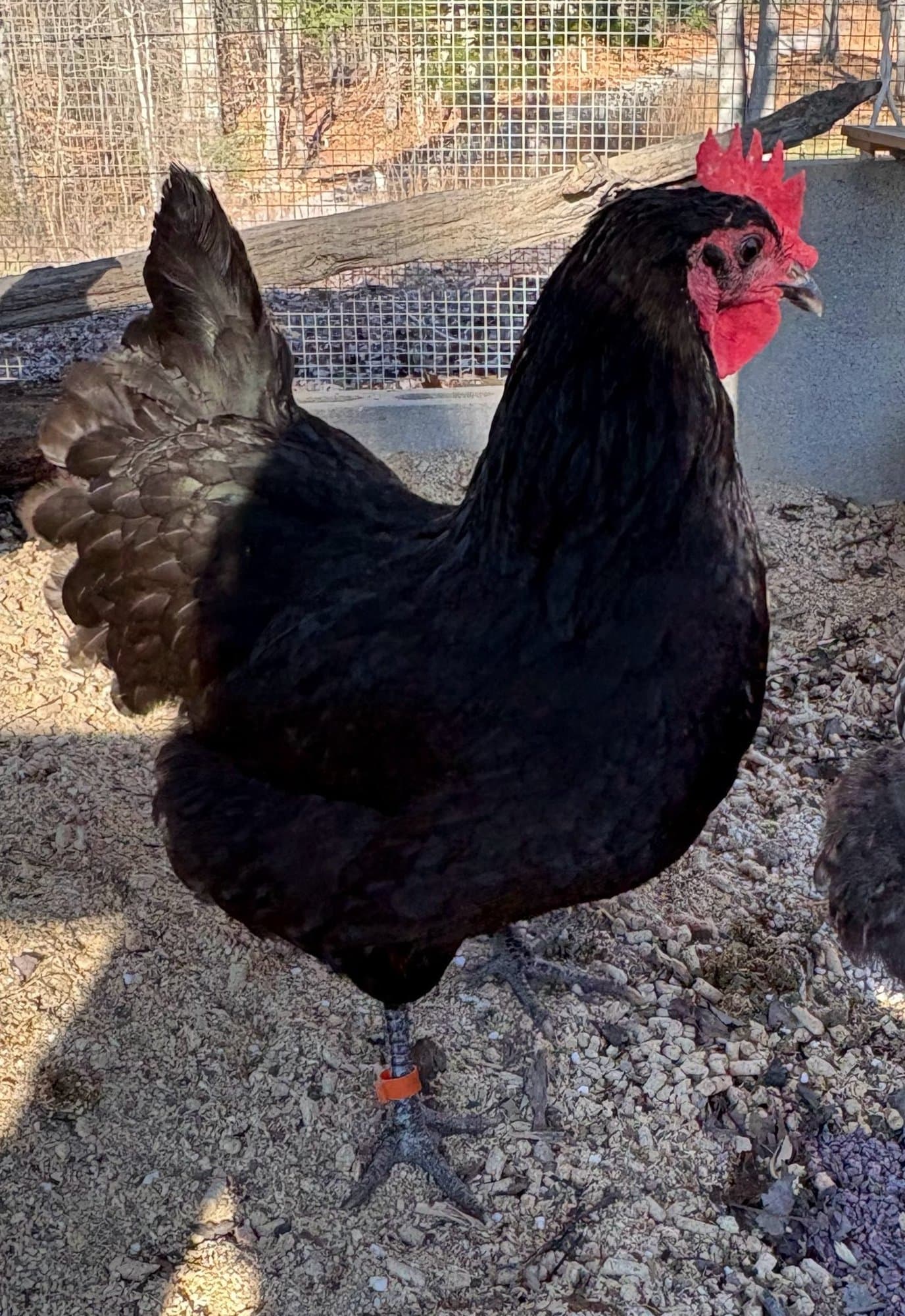 Reba, a black hen, looking toward the camera in the coop.