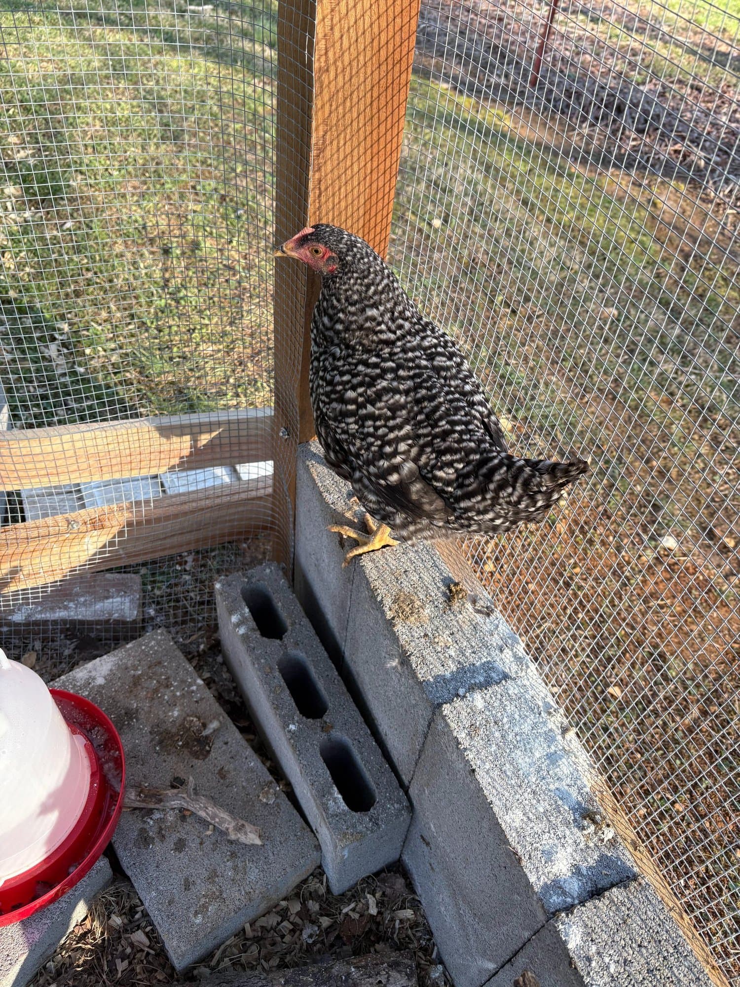 Savannah, a barred rock hen, perched on a cinder block by the coop post.